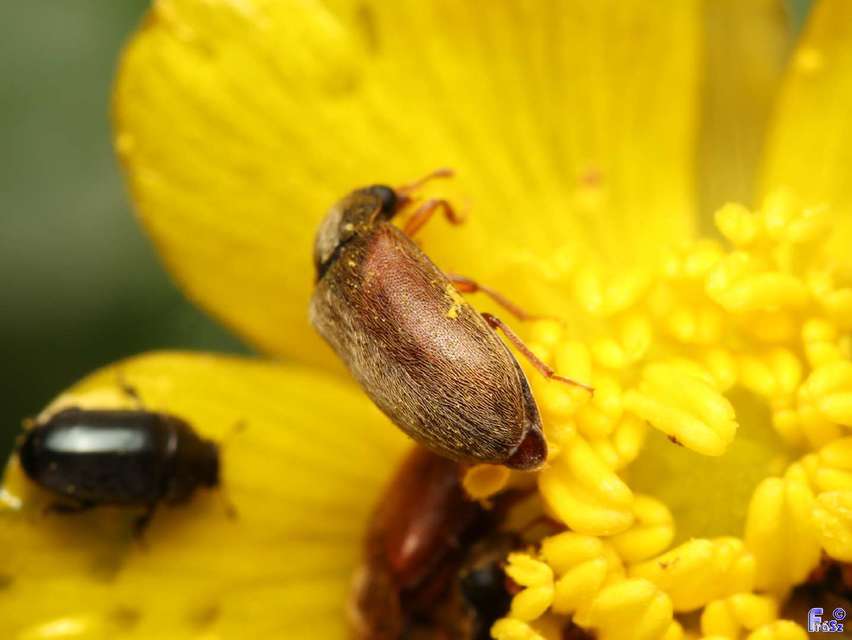 Byturus ochraceus - gyömbérgyökérbogár