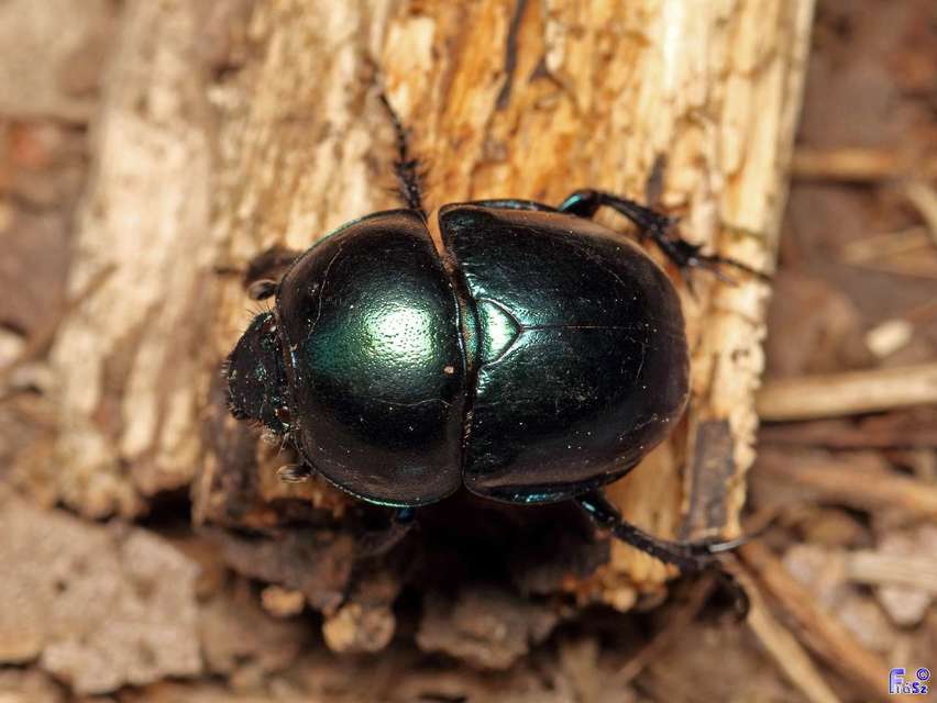 Trypocopris vernalis - tavaszi álganéjtúró