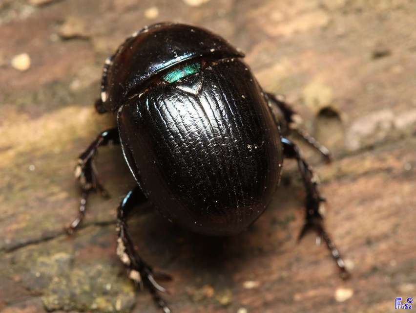 Anoplotrupes stercorosus - erdei álganéjtúró
