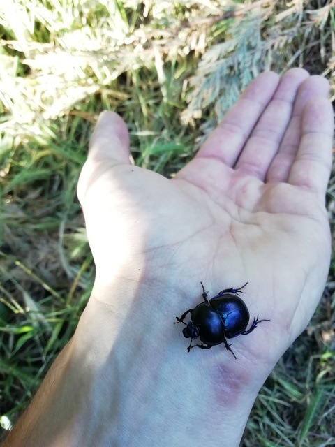 Trypocopris vernalis - tavaszi álganéjtúró