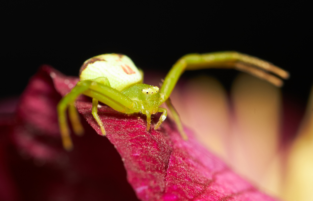 Ebrechtella tricuspidata - alakoskodó karolópók
