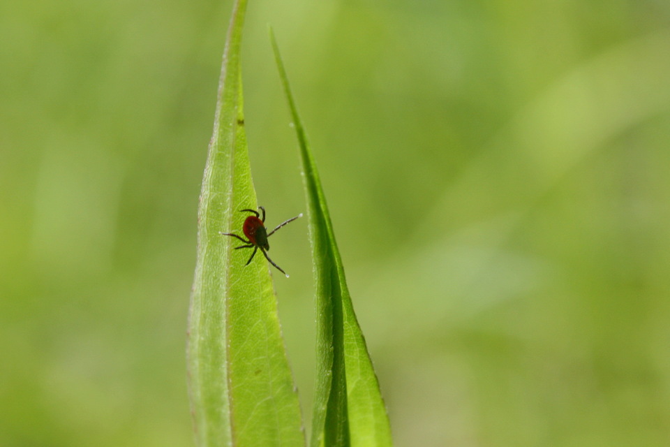 Ixodes ricinus - közönséges kullancs