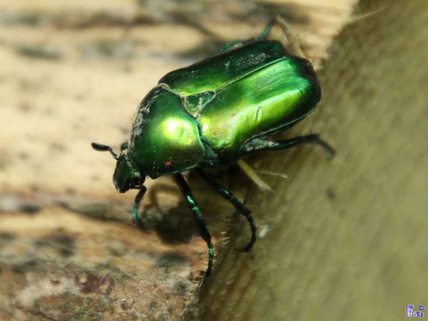 Protaetia affinis - smaragdzöld virágbogár