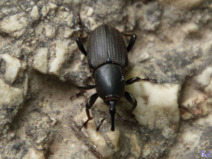 Sphenophorus striatopunctatus - mezei zsuzsok