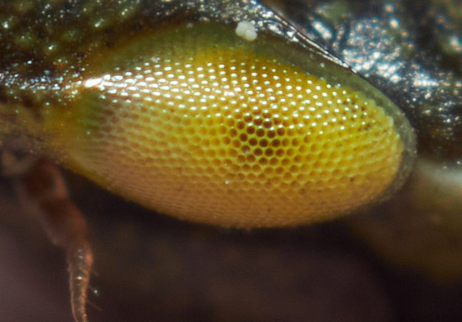 Aphrodes