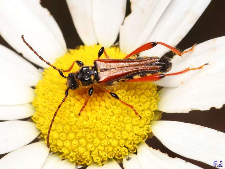 Stenopterus rufus - tarkacsápú keskenyfedőscincér
