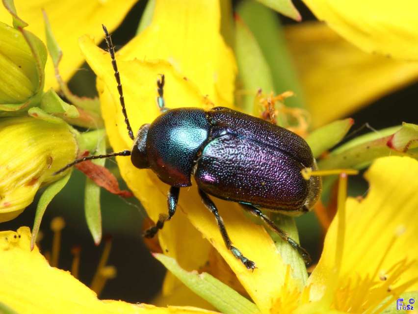 Cryptocephalus sericeus - nagy fészkesbogár