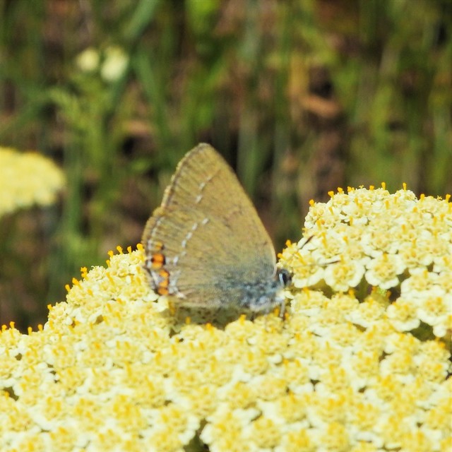 Satyrium acaciae - akác-csücsköslepke