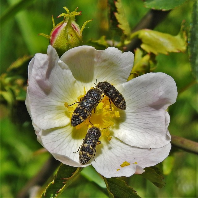 Acmaeoderella flavofasciata - sárgacsíkos zömökdíszbogár