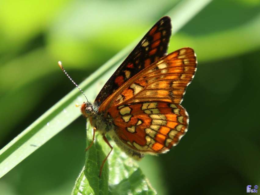 Euphydryas maturna - díszes tarkalepke