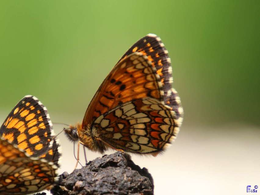 Melitaea athalia - közönséges tarkalepke