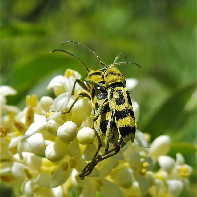Chlorophorus varius - díszes darázscincér
