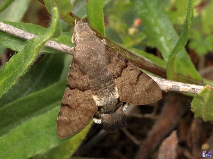 Macroglossum stellatarum - kacsafarkú szender