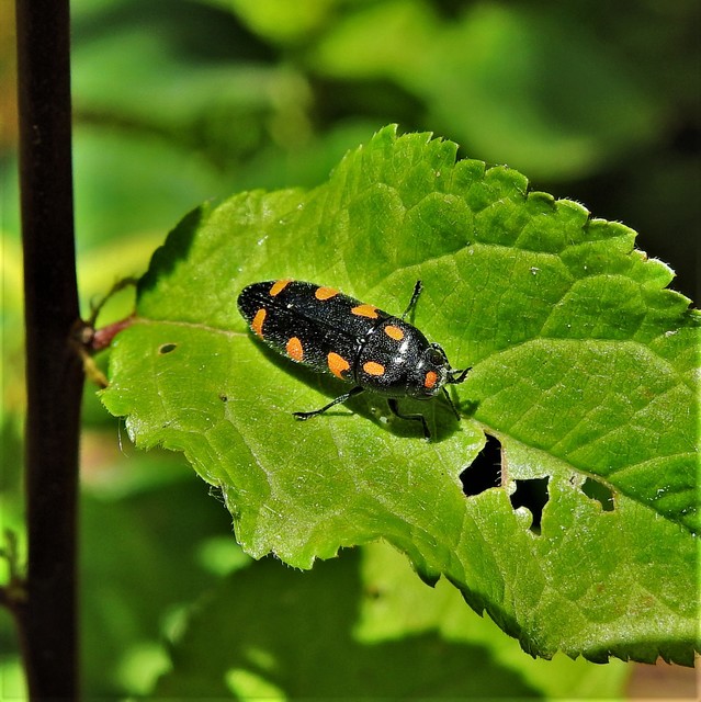 Ptosima undecimmaculata - sárgafoltos díszbogár