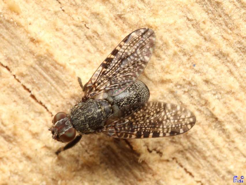 Platystoma