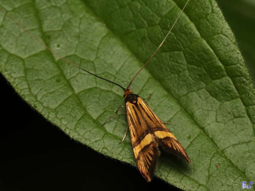 Nemophora degeerella - pompás tőrösmoly
