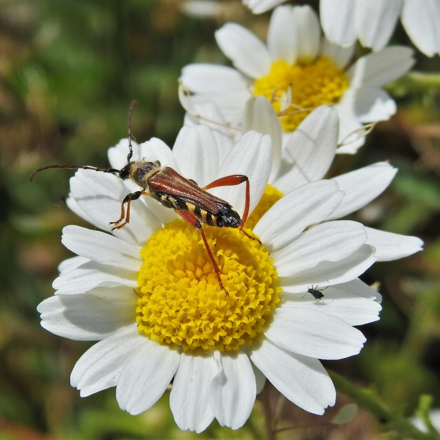 Stenopterus rufus - tarkacsápú keskenyfedőscincér