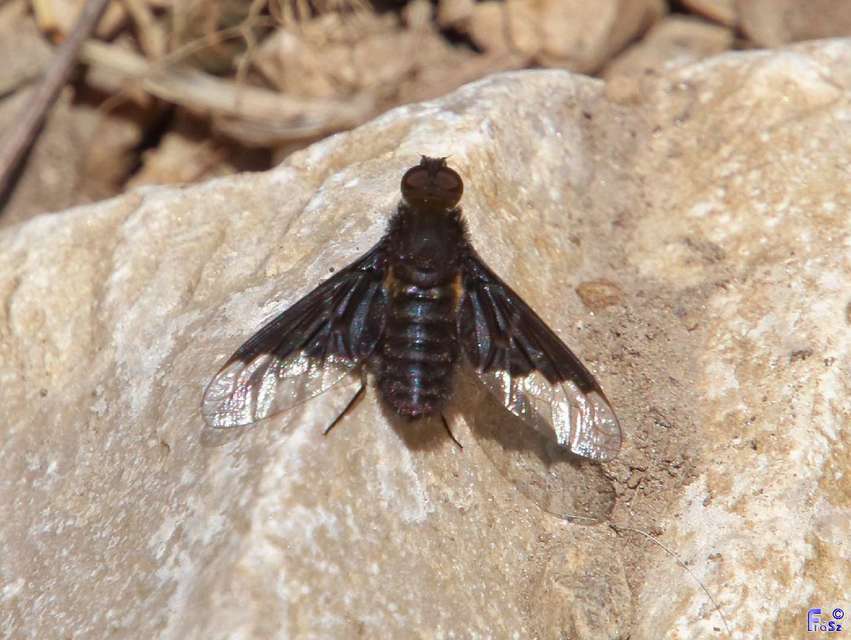 Hemipenthes morio - közönséges gyászlégy