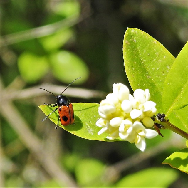 Cryptocephalus bipunctatus - kétpettyes zömökbogár