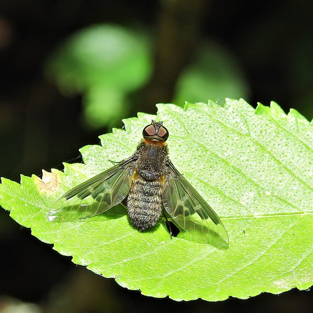 Hemipenthes morio - közönséges gyászlégy