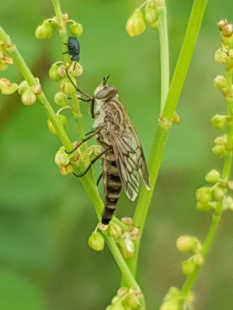 Thereva rustica