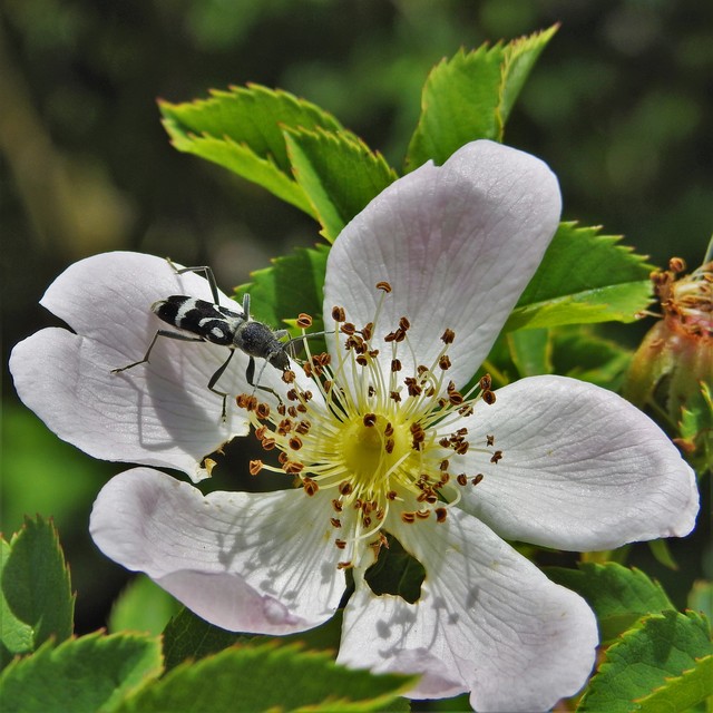 Chlorophorus figuratus - rajzos darázscincér