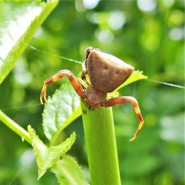 Pistius truncatus - csonka karolópók