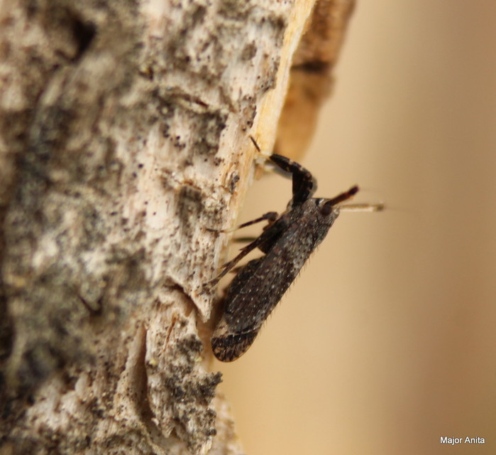Asiraca clavicornis