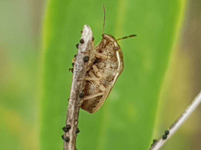 Neottiglossa leporina - sárgahasú címerespoloska Neottiglossa leporina - sárgahasú címerespoloska