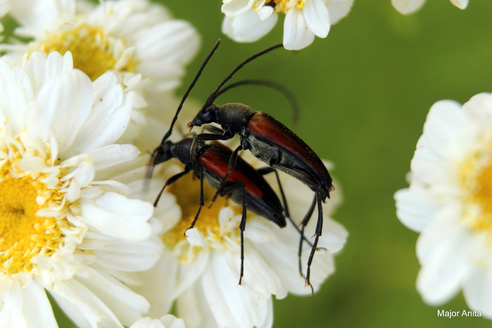 Stenurella melanura - feketevégű karcsúcincér