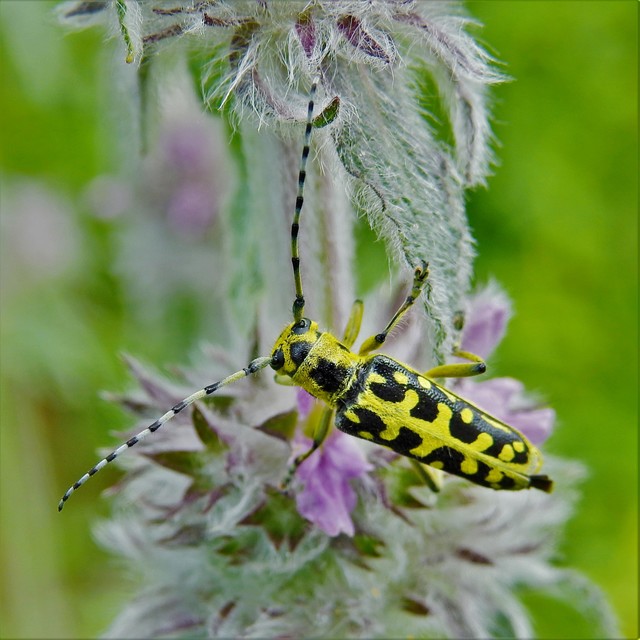 Saperda scalaris - létracincér
