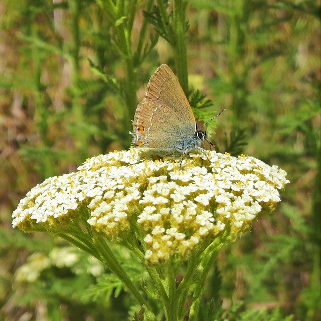 Satyrium acaciae - akác-csücsköslepke