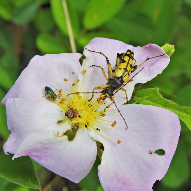 Rutpela maculata - tarkacsápú karcsúcincér