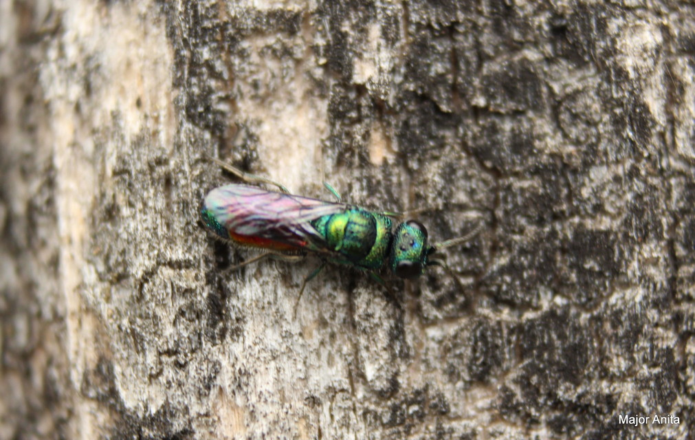 Chrysididae - fémdarazsak