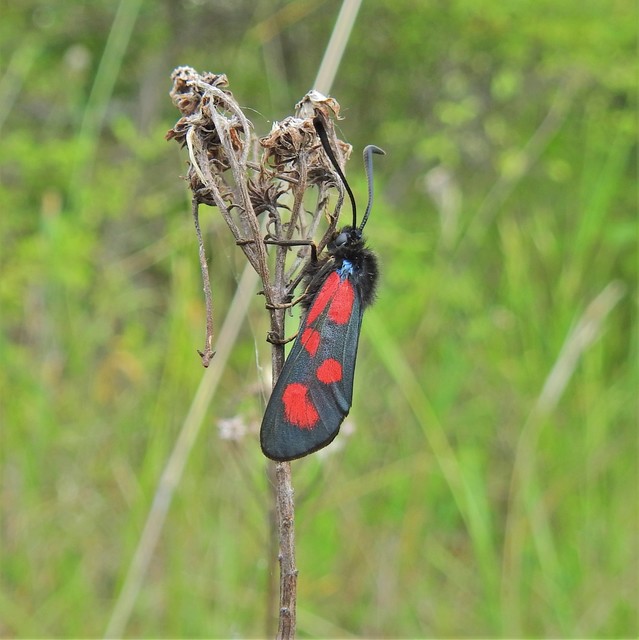 Zygaena loti - közönséges csüngőlepke