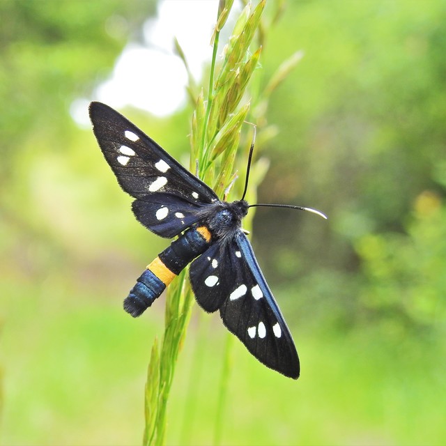Amata phegea - fehérpettyes álcsüngőlepke