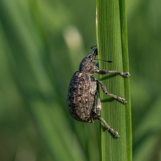 Liophloeus tessulatus - kockás barabolyormányos