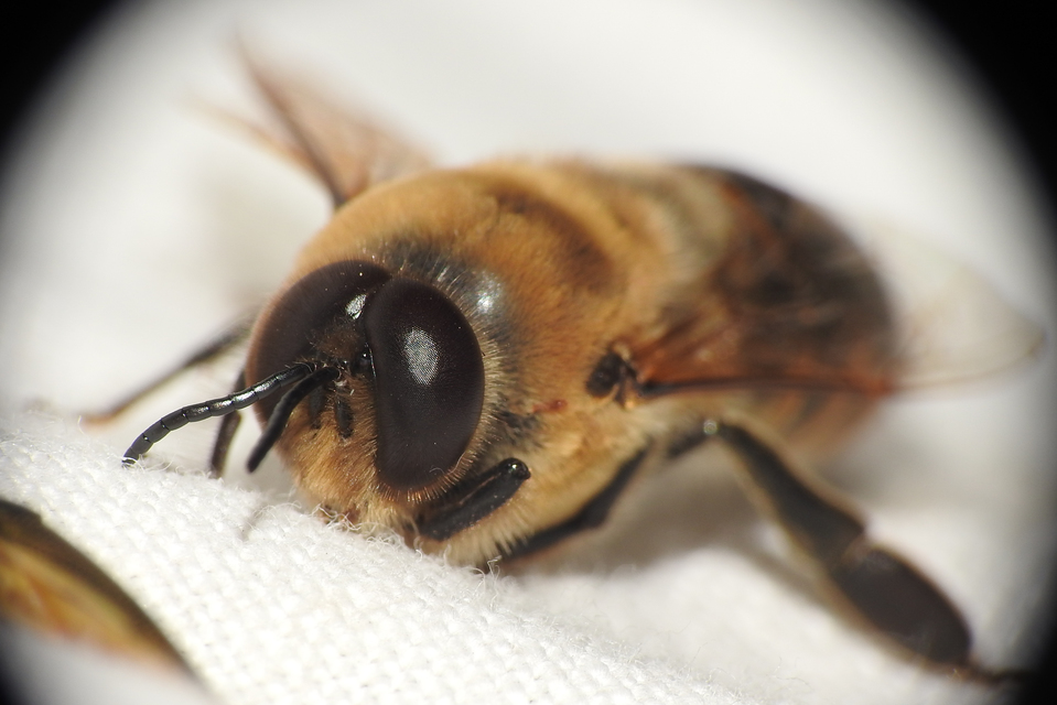 Apis mellifera - háziméh