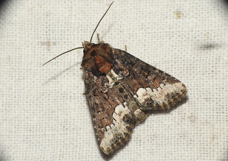 Oligia strigilis - kormos dudvabagoly