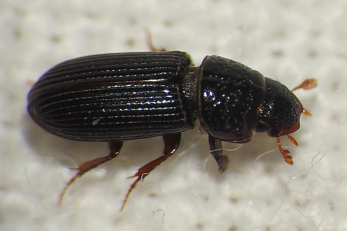 Pleurophorus caesus - hengeres trágyabogár