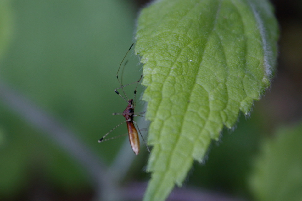 Metatropis rufescens - varázslófű-szúnyogpoloska