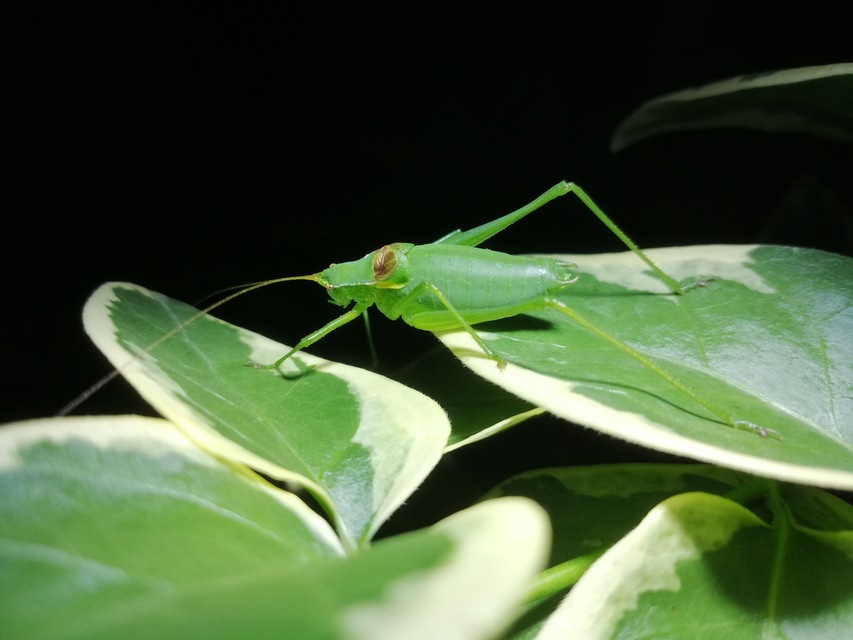 Isophya camptoxypha - kárpáti tarsza