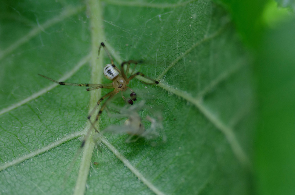 Heterotheridion nigrovariegatum - fehér törpepók