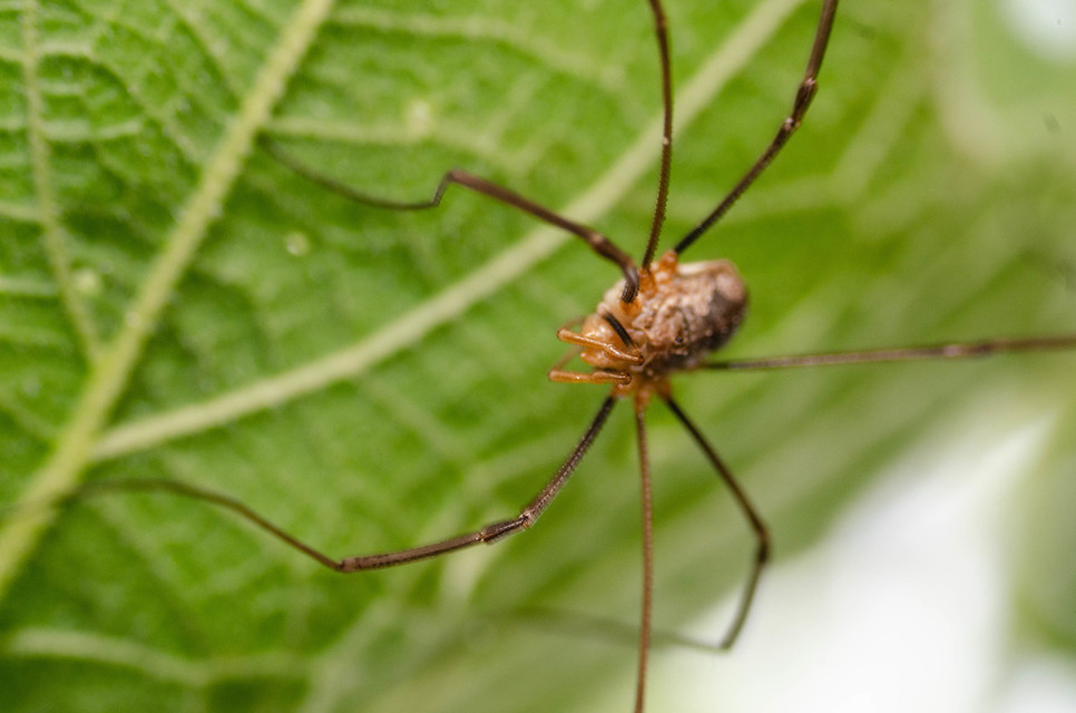 Phalangium opilio