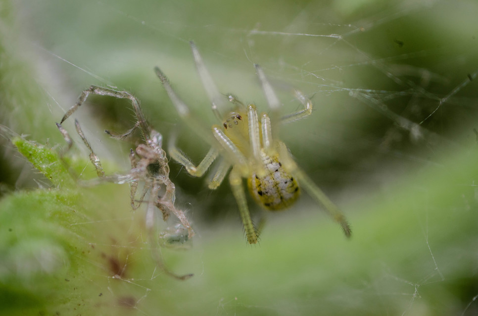 Enoplognatha