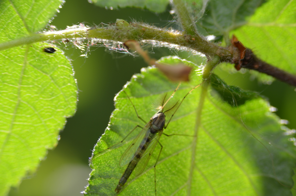 Chironomidae - árvaszúnyogok