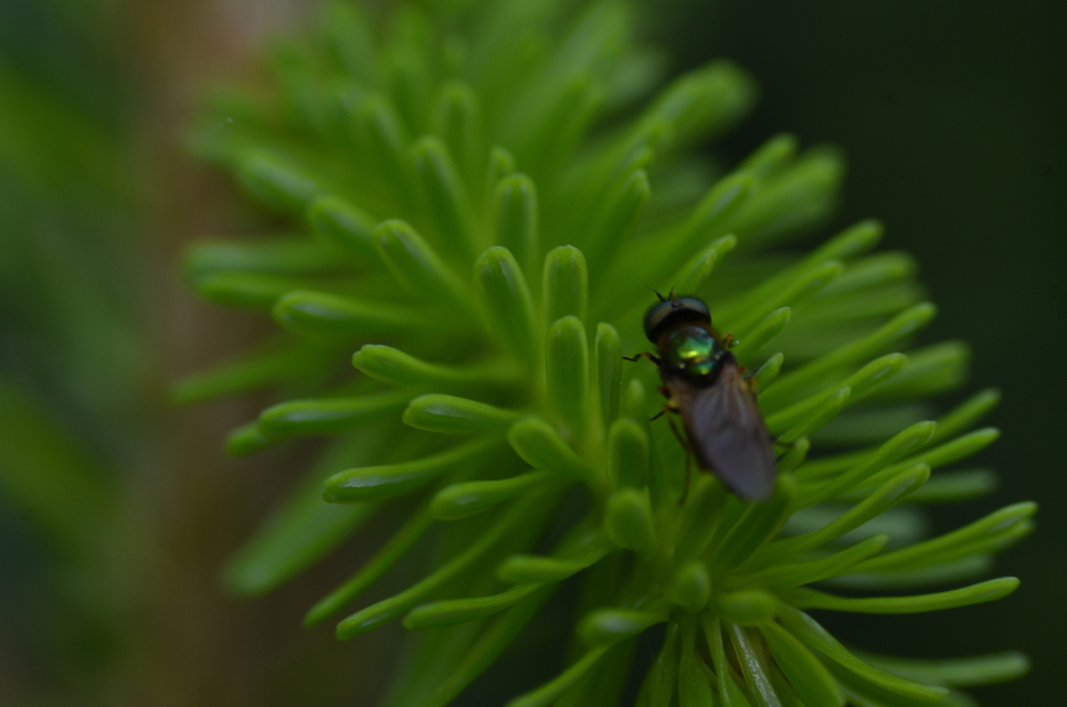 Chloromyia