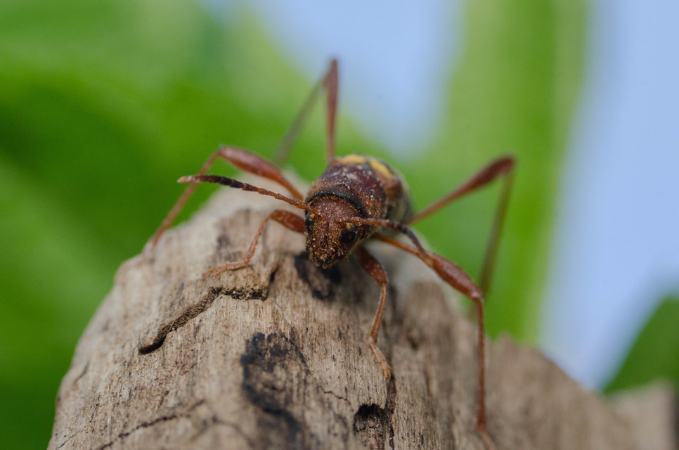 Neoclytus acuminatus - amerikai darázscincér