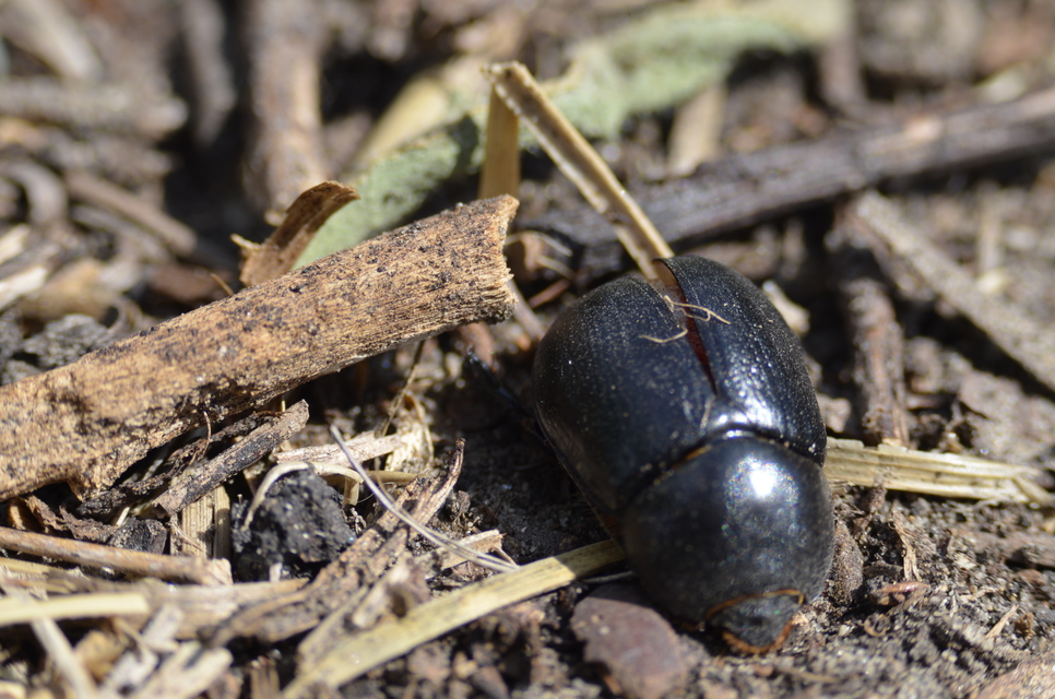 Pentodon idiota - butabogár