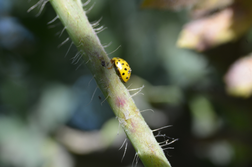 Psyllobora vigintiduopunctata - huszonkétpettyes katica